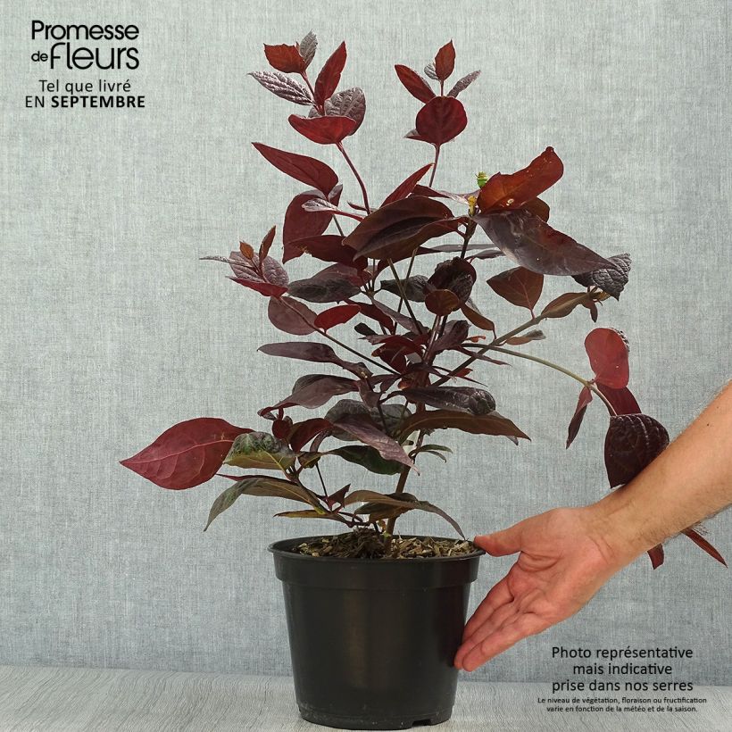 Example of Calycanthus floridus Burgundy Spice - Arbre aux anémones Pot de 4L/5L as you get in automne