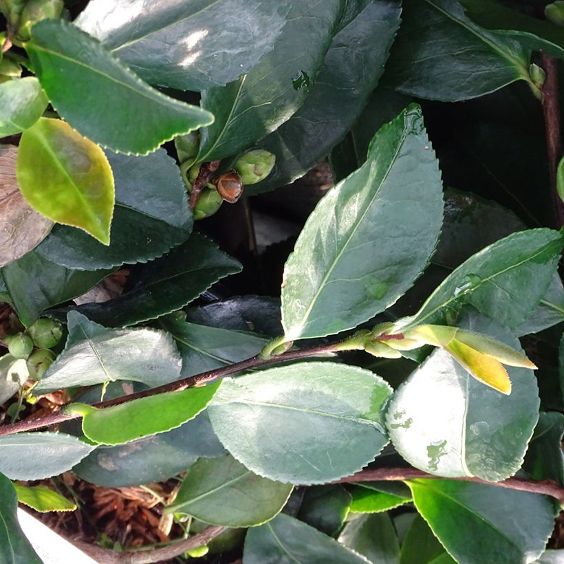 Camélia d'automne - Camellia sasanqua Waterfall White (Foliage)