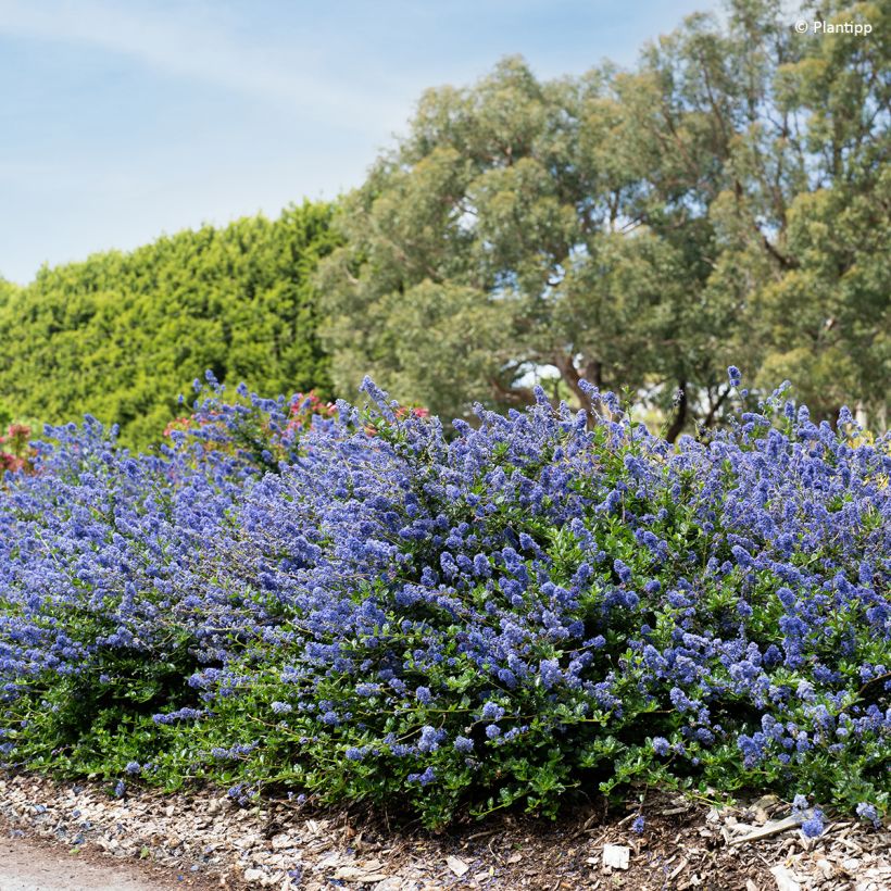 Céanothe Pacific Wave - Lilas de Californie (Plant habit)