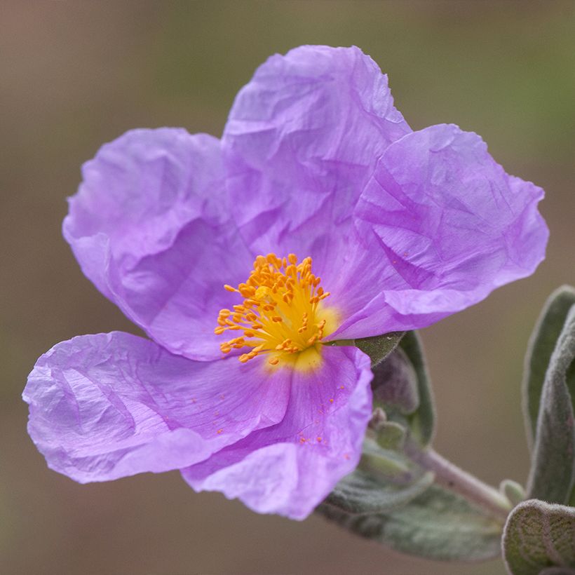 Cistus albidus - Ciste cotonneux (Flowering)