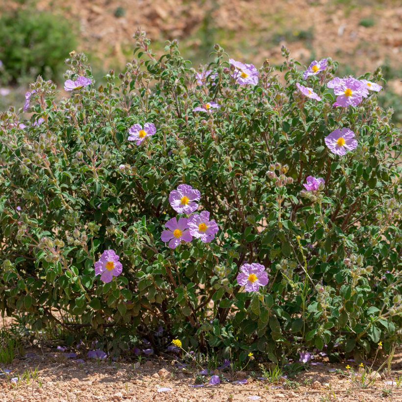 Cistus albidus - Ciste cotonneux (Plant habit)