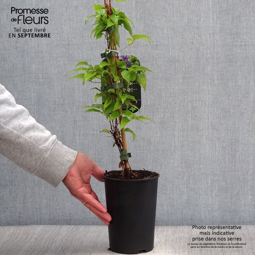 Example of Clématite Viva la Vida Pot de 2L/3L as you get in automne