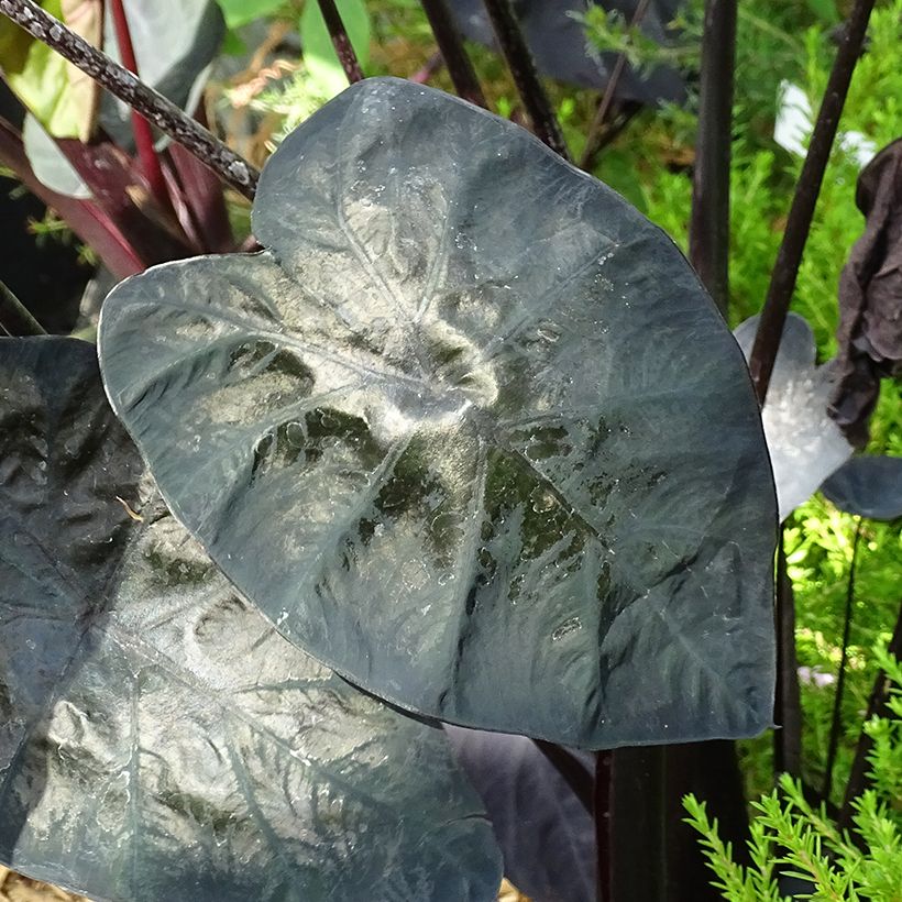 Colocasia Painted Black Gecko - Oreille d'éléphant  (Foliage)