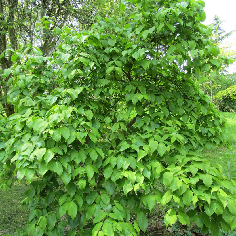 Cornus kousa Weaver's Weeping (Weaver) - Cornouiller du Japon (Plant habit)