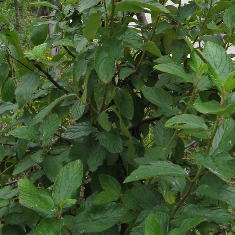 Céanothe pallidus Marie Blue (Marie Bleue) - Céanothe caduc (Foliage)