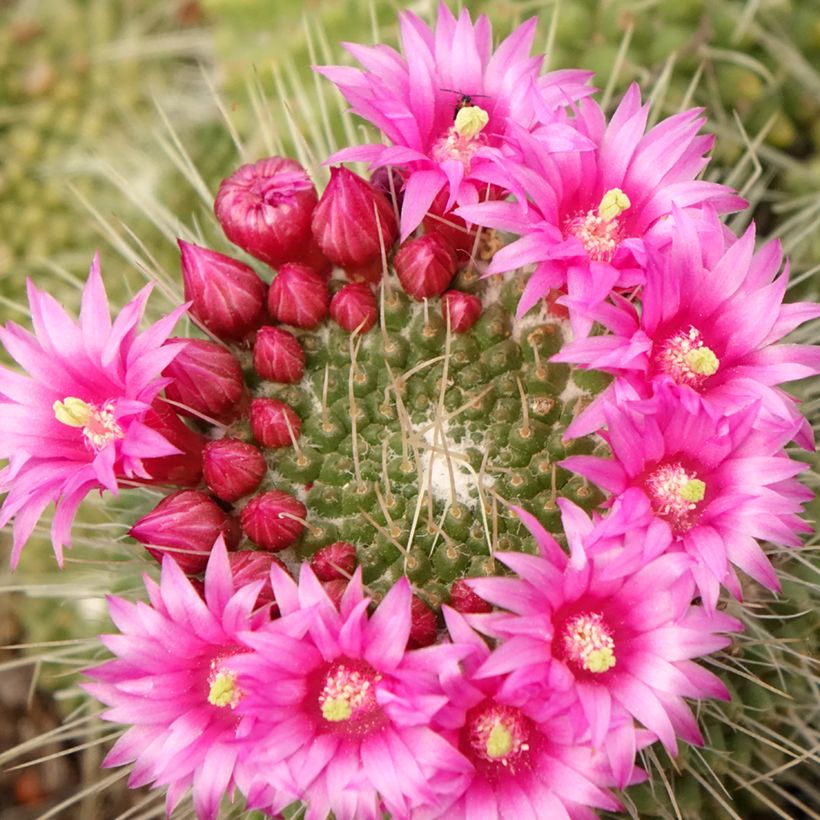 Cactus - Mammillaria Un Pico (Flowering)