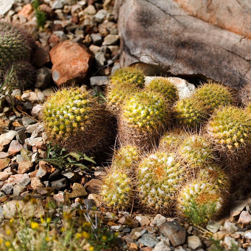 Cactus - Mammillaria marksiana (Plant habit)