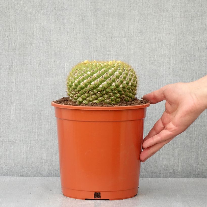 Example of Cactus - Mammillaria marksiana Pot de 4L/5L as you get in automne