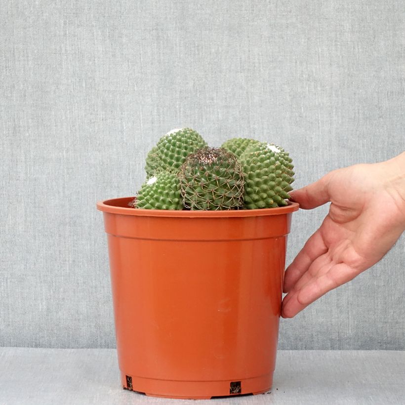 Example of Cactus - Mammillaria Toluca Pot de 4L/5L as you get in automne