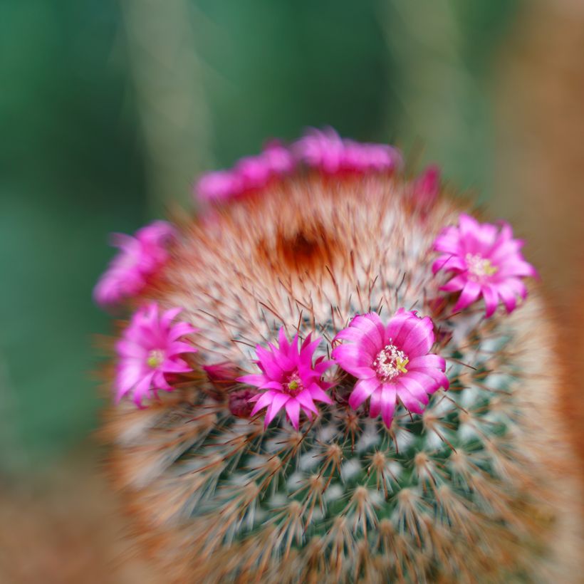 Cactus Mammillaria spinosissima f. rubrispina  (Flowering)