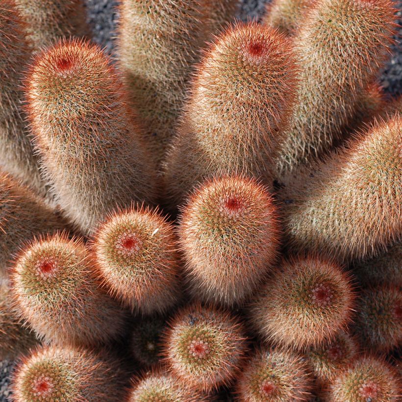 Cactus Mammillaria spinosissima f. rubrispina  (Plant habit)