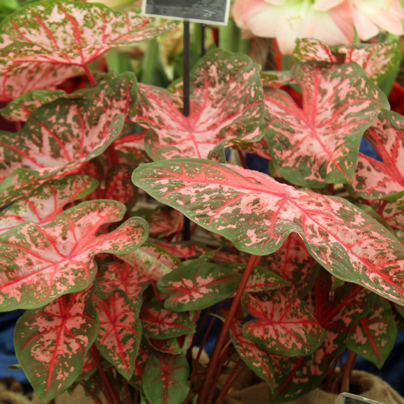 Caladium Carolyn Whorton (Plant habit)