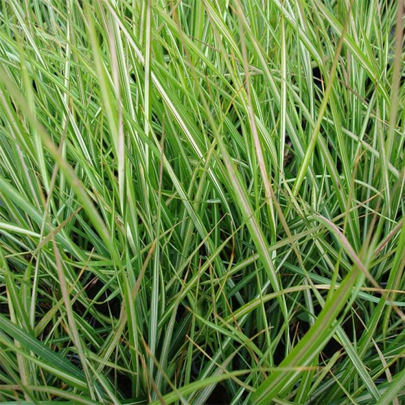 Calamagrostis acutiflora Avalanche - Calamagrostide (Foliage)
