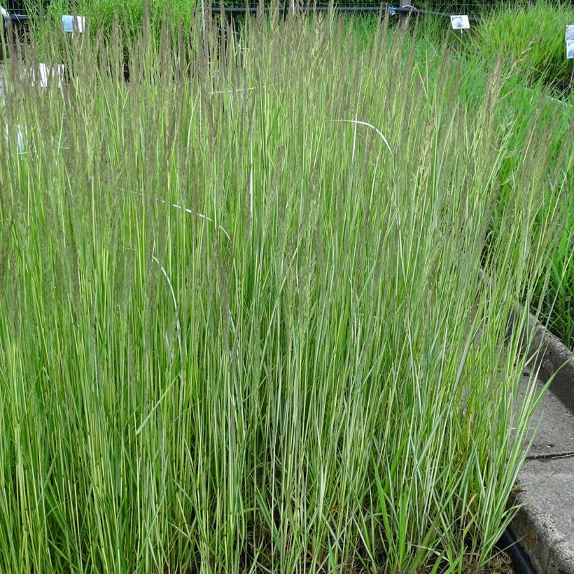 Calamagrostis acutiflora Avalanche - Calamagrostide (Plant habit)