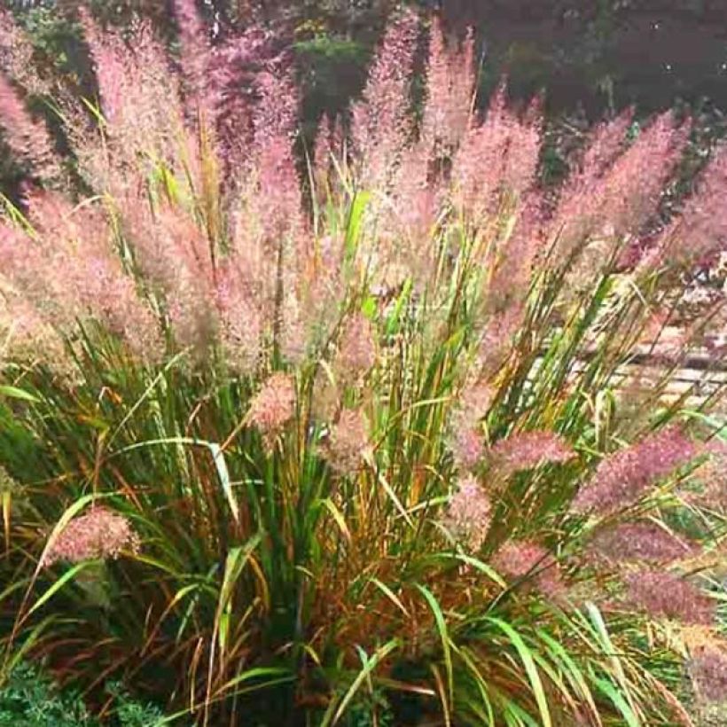 Calamagrostis brachytricha - Herbe aux diamants (Plant habit)