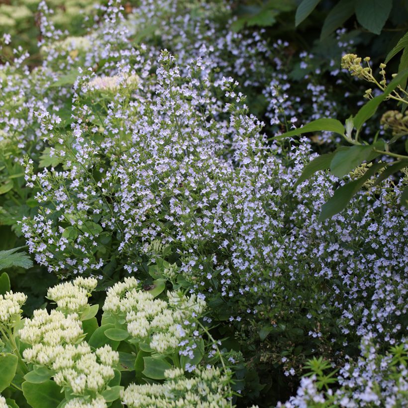 Calamintha nepeta - Calament (Plant habit)