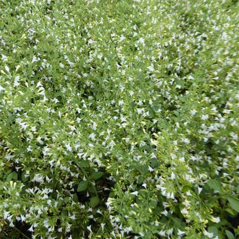Calamintha nepeta Weisser Riese - Calament (Flowering)