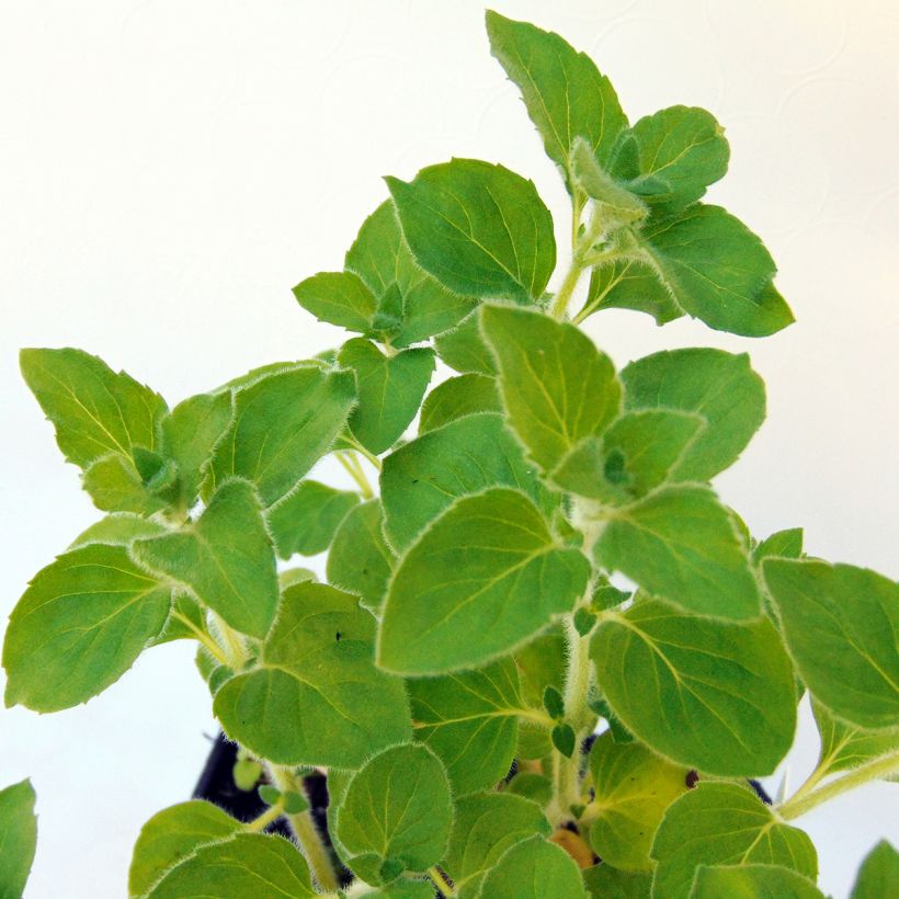 Calamintha nepeta Weisser Riese - Calament (Foliage)