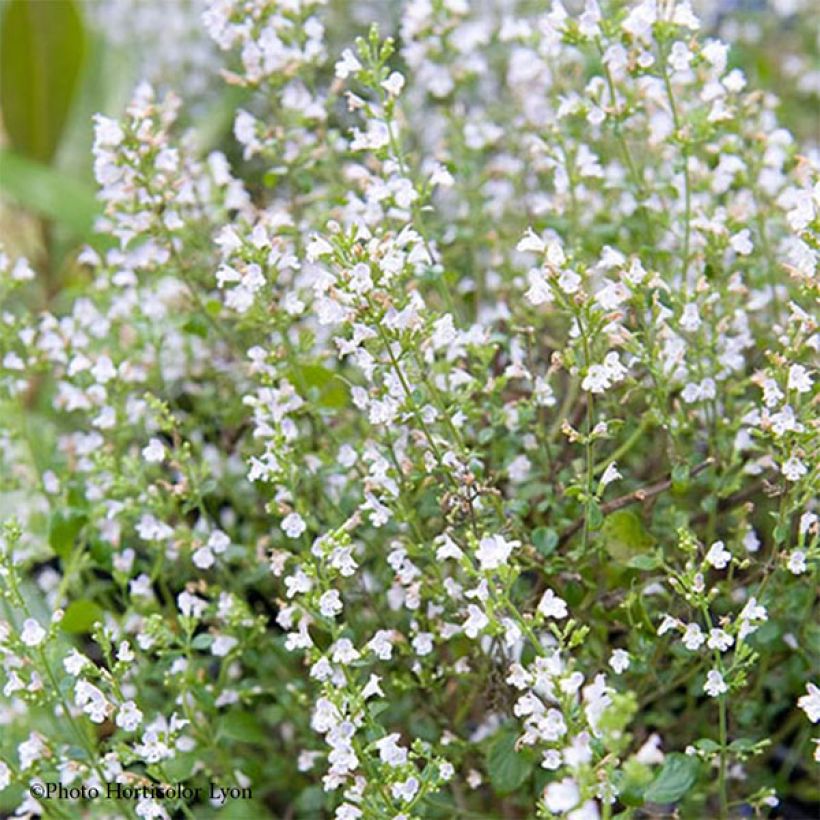 Calamintha sylvatica Menthe - Sariette des bois (Flowering)
