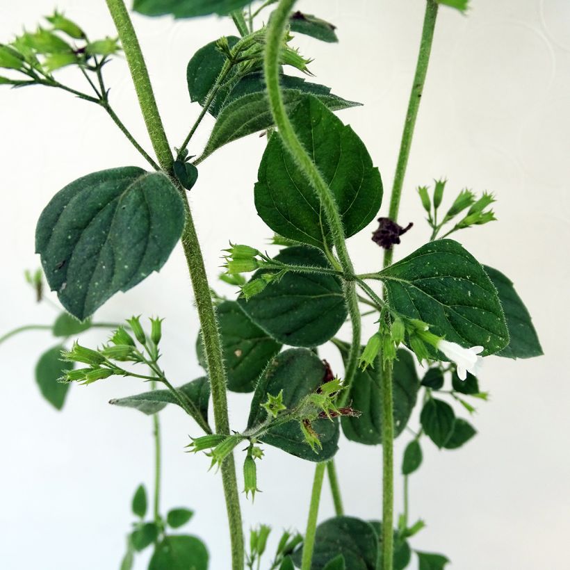 Calamintha sylvatica Menthe - Sariette des bois (Foliage)