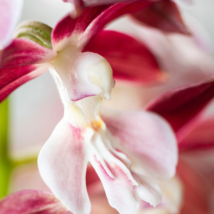 Calanthe Kozu x Tonk - Orchidée terrestre (Flowering)