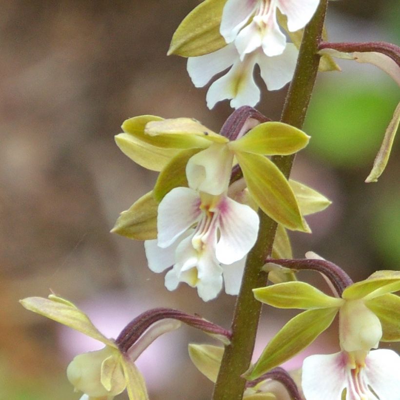 Calanthe Olive Green - Orchidée vivace (Flowering)