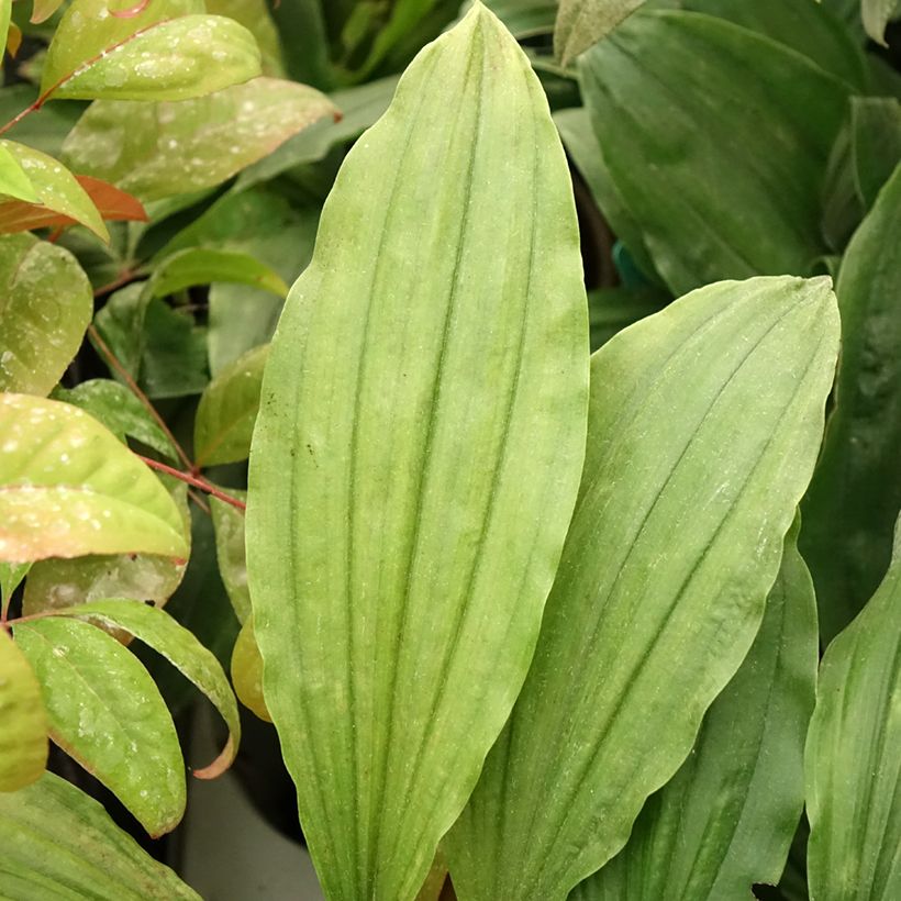 Calanthe Red Sunset - Orchidée vivace (Foliage)