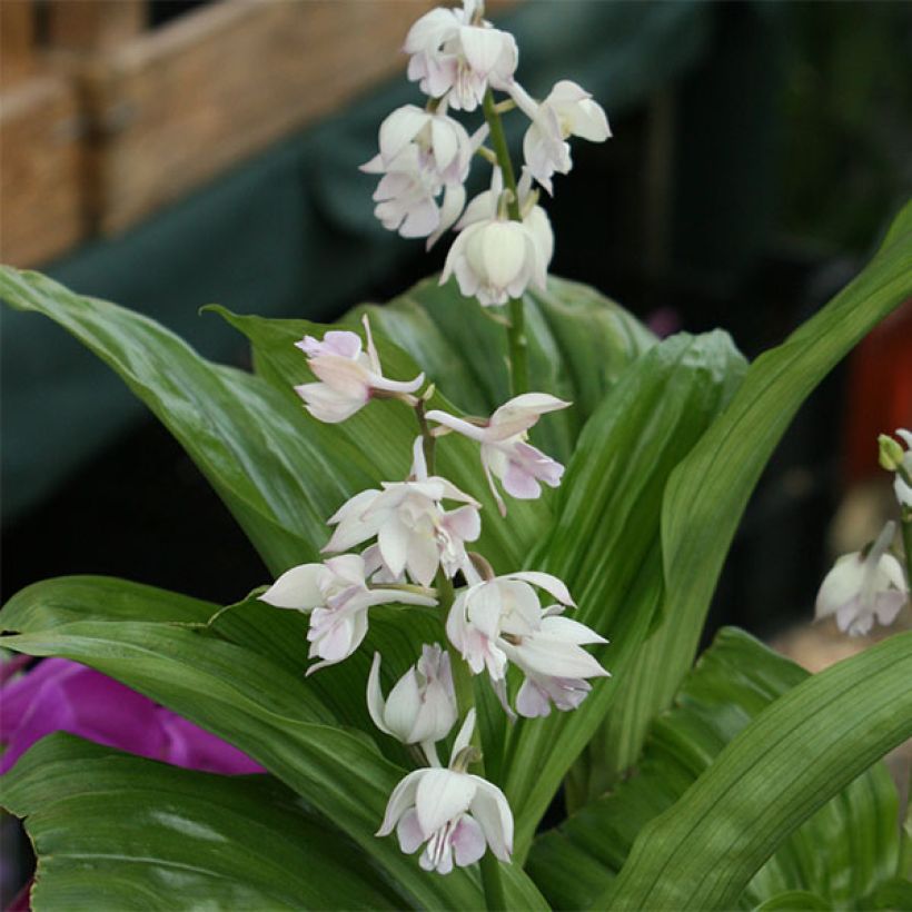 Calanthe aristulifera - Ochidée vivace (Flowering)
