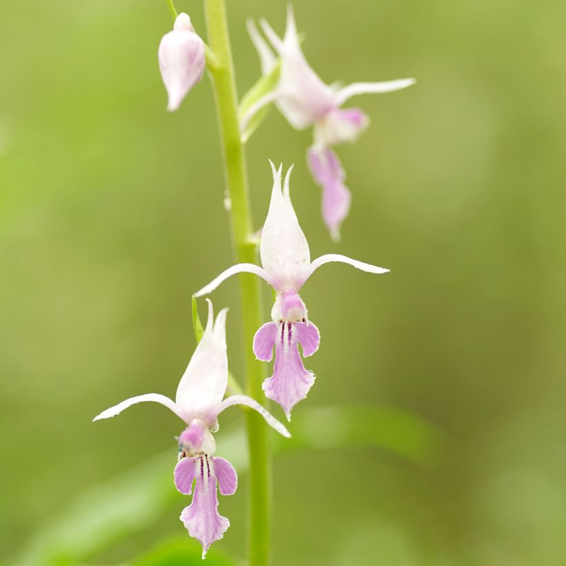 Calanthe reflexa - Orchidée vivace (Flowering)