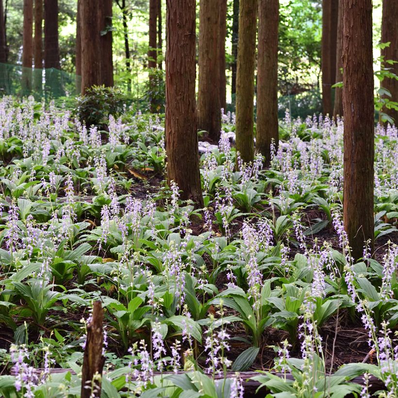 Calanthe reflexa - Orchidée vivace (Plant habit)