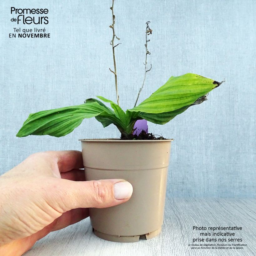 Example of Calanthe reflexa - Orchidée vivace Pot de 1,5L/2L size I as you get in automne