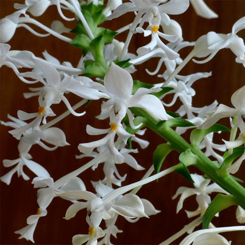 Calanthe triplicata - Orchidée vivace (Flowering)