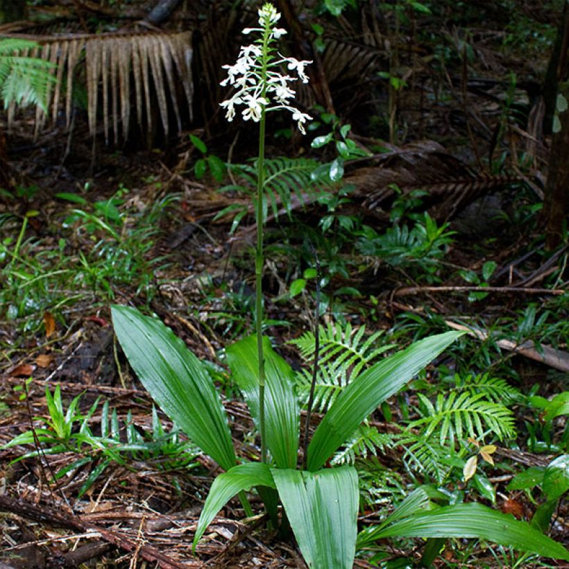 Calanthe triplicata - Orchidée vivace (Plant habit)