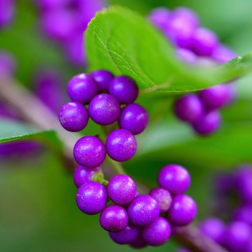 Callicarpa japonica - Arbuste aux bonbons du Japon (Harvest)