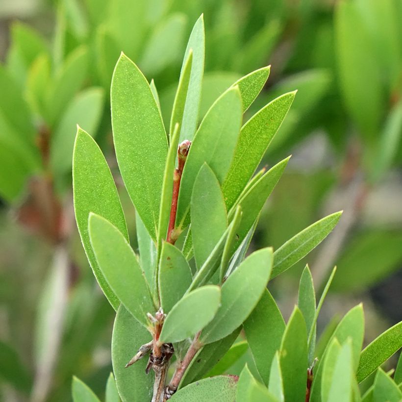 Callistemon Inferno - Rince bouteille (Foliage)