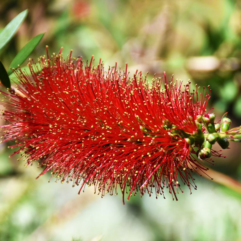 Callistemon Woodlander's Hardy - Rince-bouteille (Flowering)