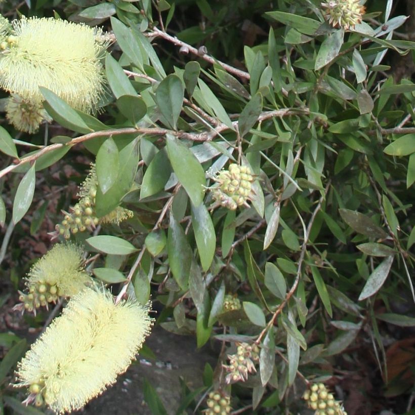 Callistemon citrinus Albus - Rince bouteille blanc (Foliage)