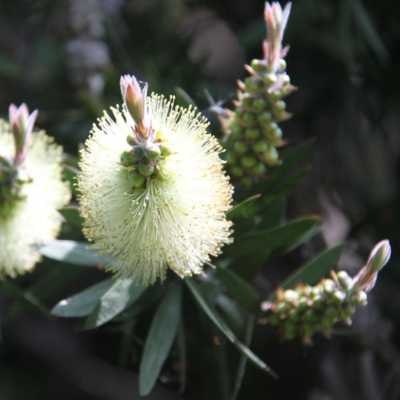 Callistemon citrinus Albus - Rince bouteille blanc (Flowering)