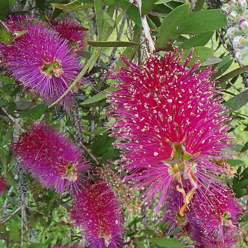 Callistemon citrinus Burgundy - Rince bouteille (Flowering)