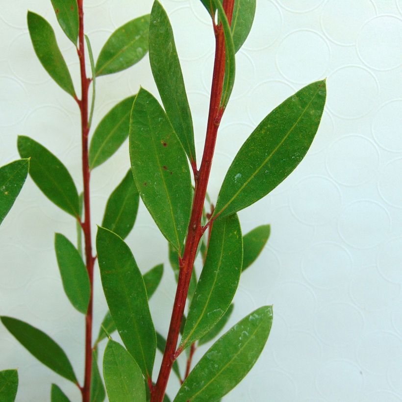 Callistemon citrinus Splendens - Rince-bouteille (Foliage)