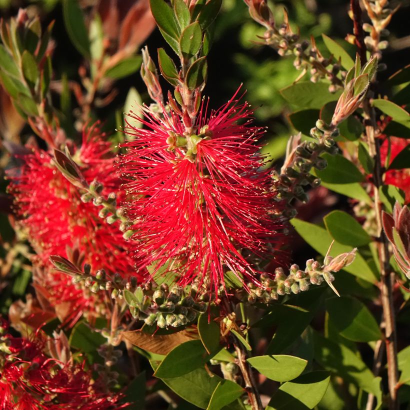 Callistemon citrinus Splendens - Rince-bouteille (Flowering)
