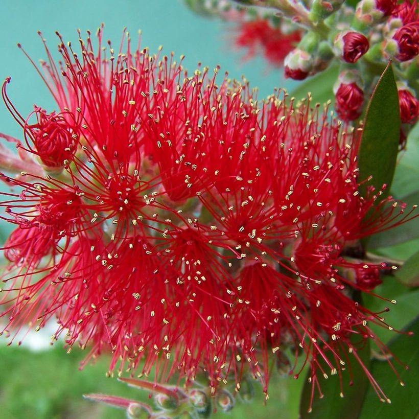 Callistemon masotti Mini Red - Rince bouteille (Flowering)