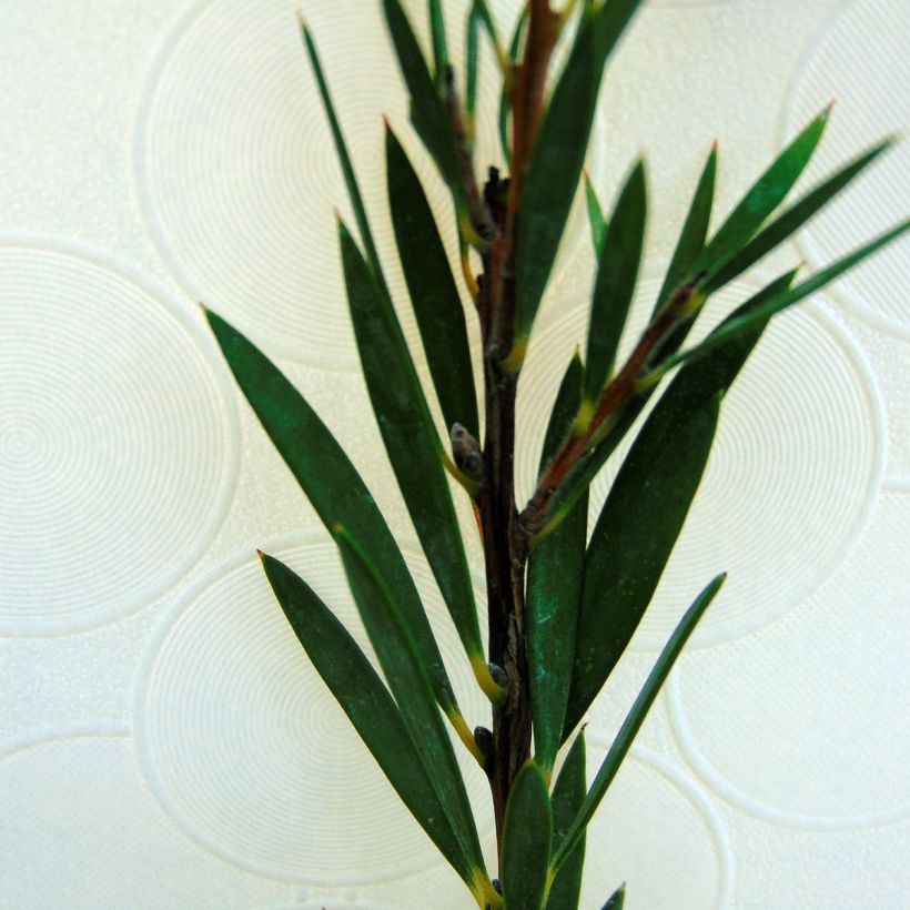 Callistemon rigidus - Rince-bouteille (Foliage)