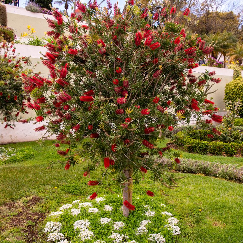 Callistemon rigidus - Rince-bouteille (Plant habit)