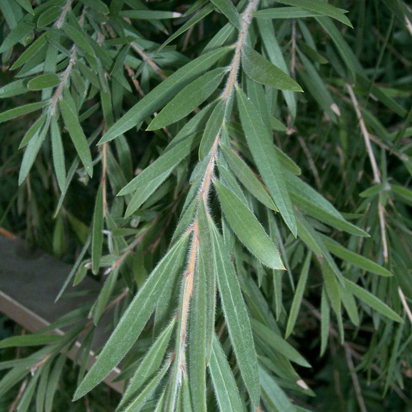 Callistemon viminalis - Rince-bouteille (Foliage)