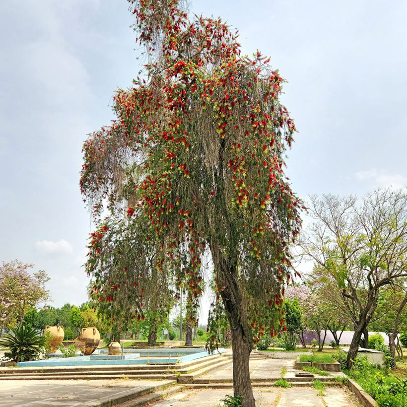 Callistemon viminalis - Rince-bouteille (Plant habit)