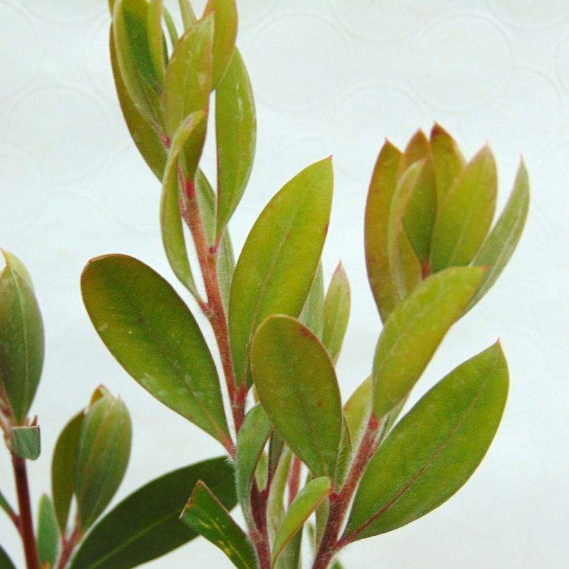 Callistemon (x) laevis (Foliage)