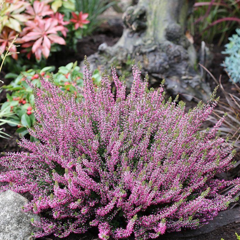 Bruyère d'été - Calluna Garden Girls Amethyst (Plant habit)
