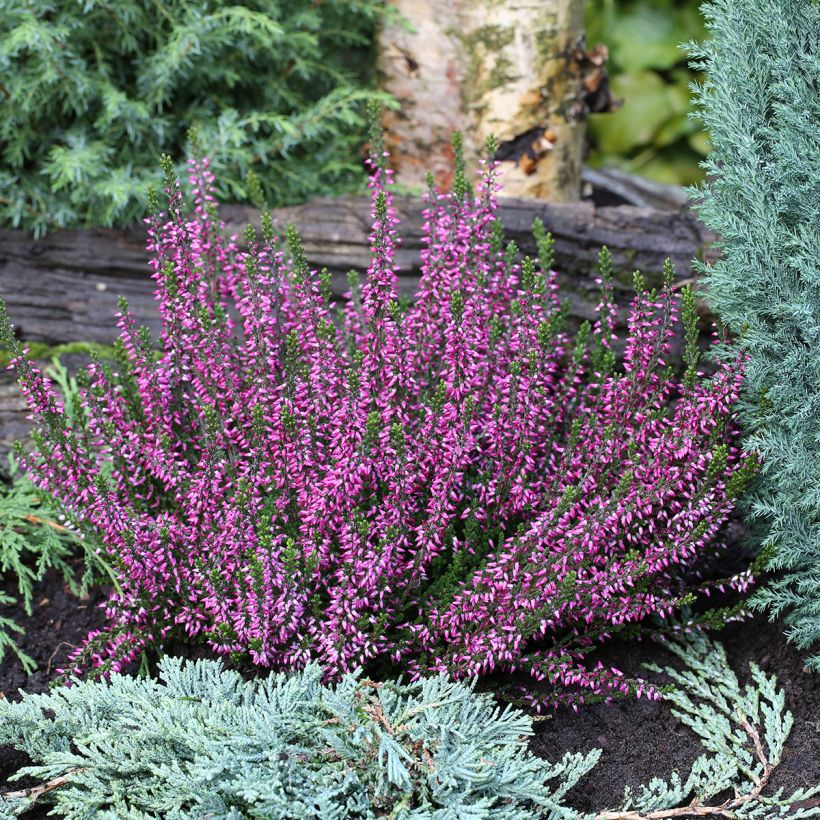 Bruyère d'été - Calluna Garden Girls Lilli (Plant habit)