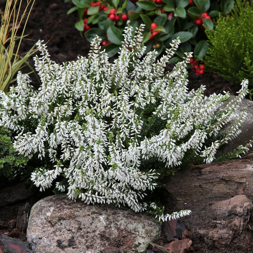 Bruyère d'été - Calluna Garden Girls Madonna (Plant habit)